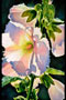 August Bloom