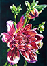 diva dahlia