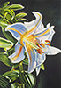heavenly scent