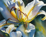 Lilly Light