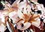 Lilly Magic
