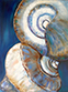 Shells