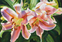 Stargazers
